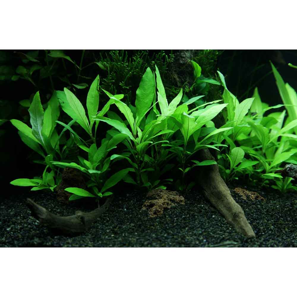Tropica Single Package Hygrophila Siamensis 53B vasetto