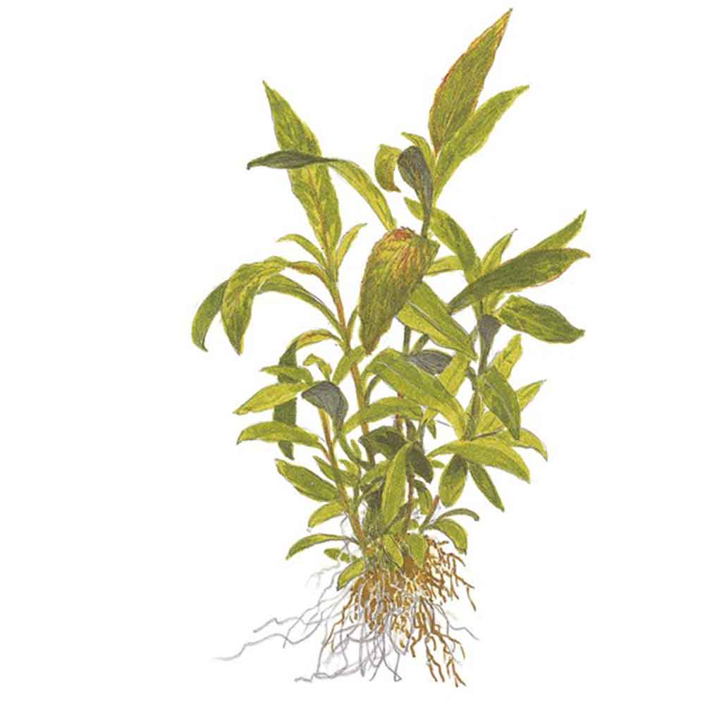 Tropica Single Package Hygrophila Siamensis 53B vasetto