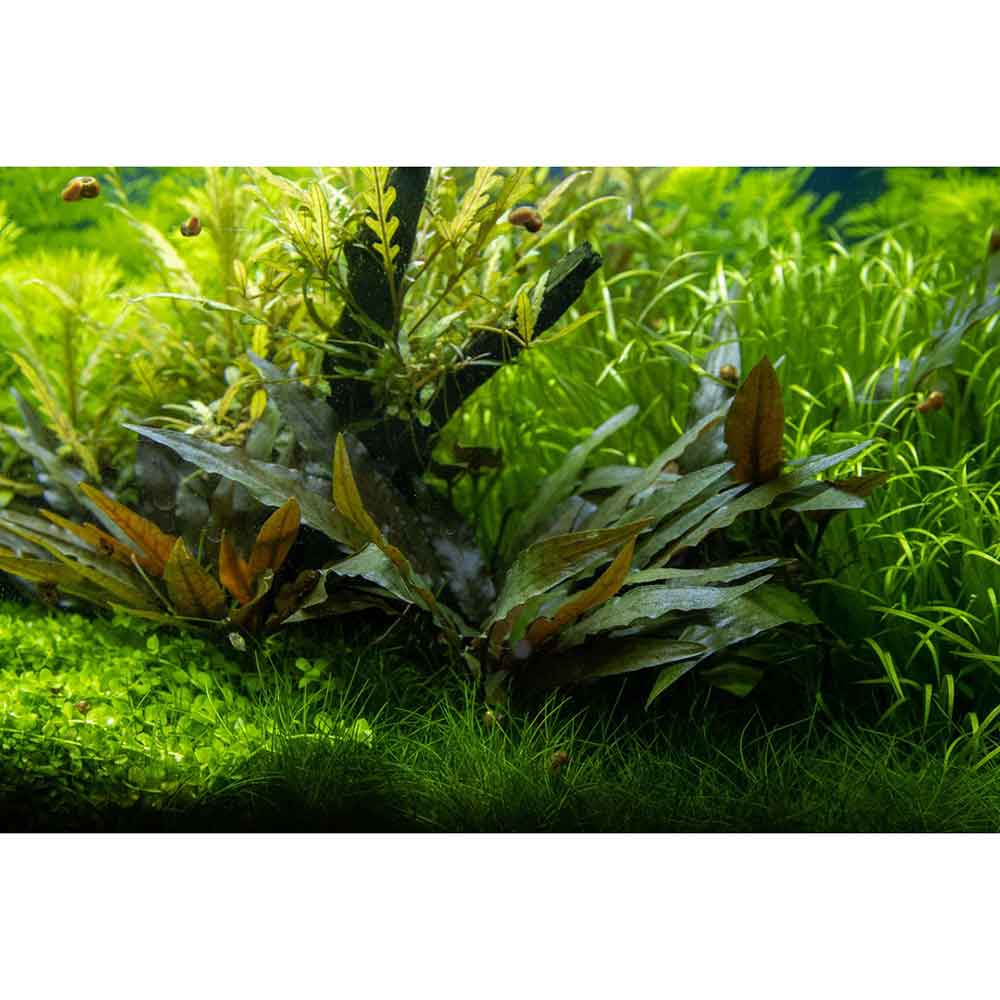 Tropica Single Package Cryptocoryne Beckettii "Petchii" vasetto