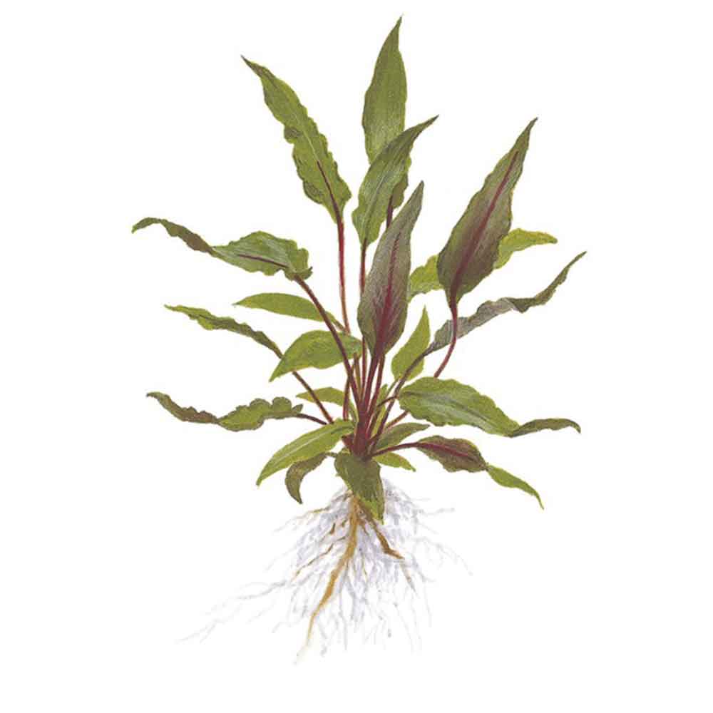 Tropica Single Package Cryptocoryne Beckettii "Petchii" vasetto
