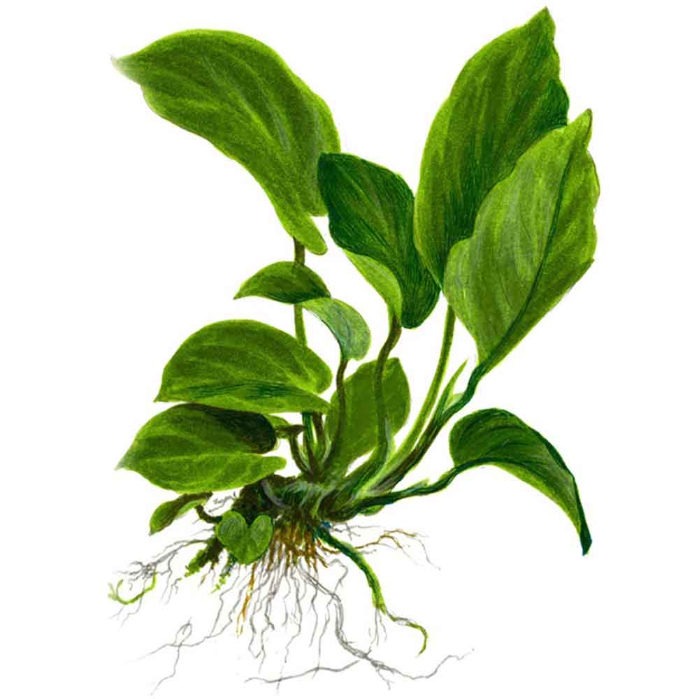 Tropica Single Package Anubias Barteri Caladiifolia vasetto