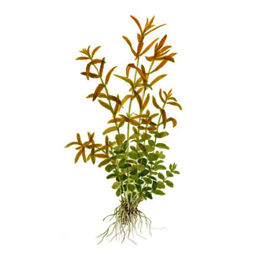 Tropica Single Package Rotala Rotundifolia vasetto