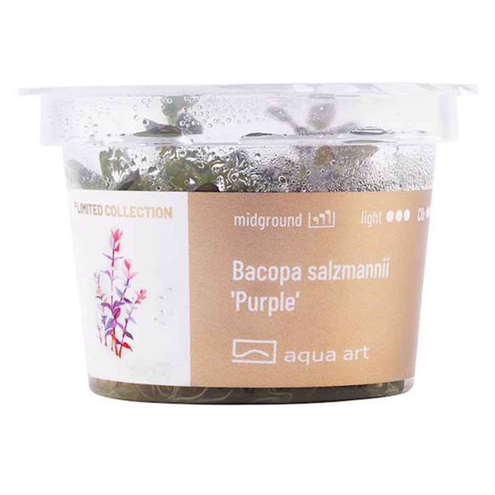 Aqua Art Bacopa salzmannii 'Purple'  in Vitro Cup
