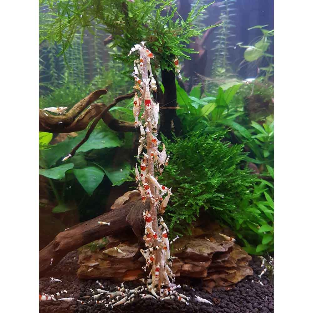 Ziss Aqua Shrimp Lolly Algae Stick Bastoncini ricoperti di alghe specifiche per caridine 10pz