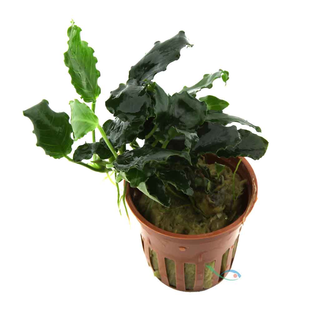 Tropica Anubias barteri var. nana ’Kirin’