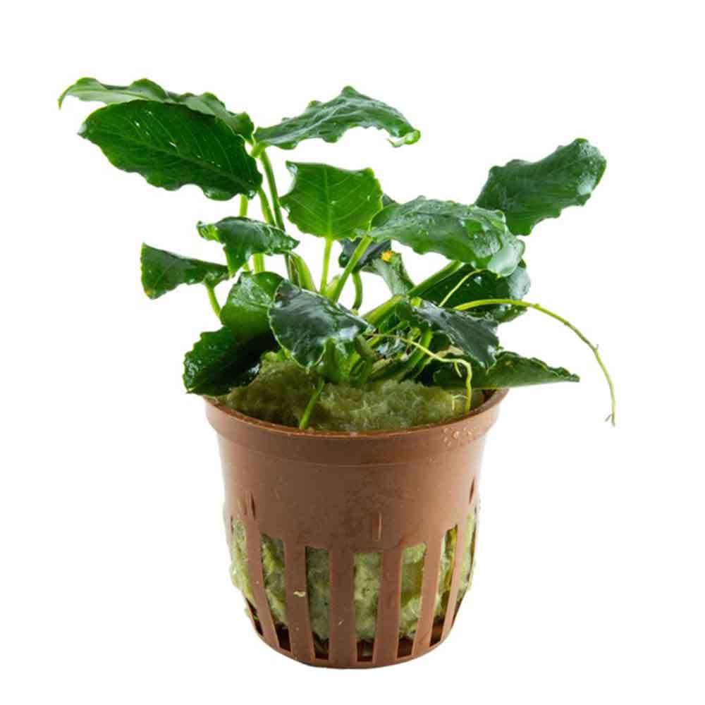 Tropica Anubias barteri var. nana ’Kirin’