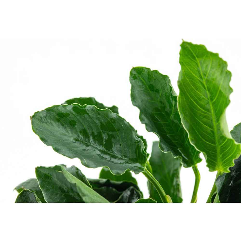 Tropica Anubias barteri var. nana ’Kirin’