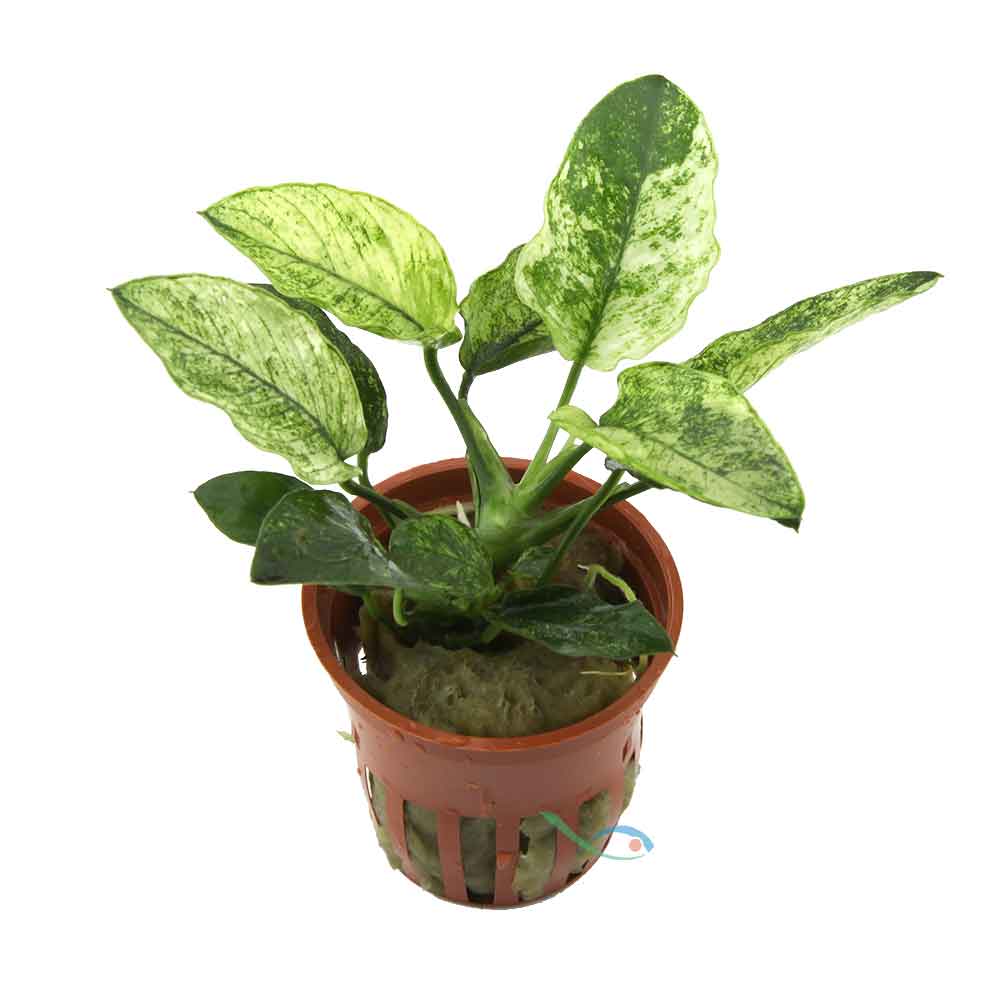 Tropica Anubias barteri var. nana ’Pinto’