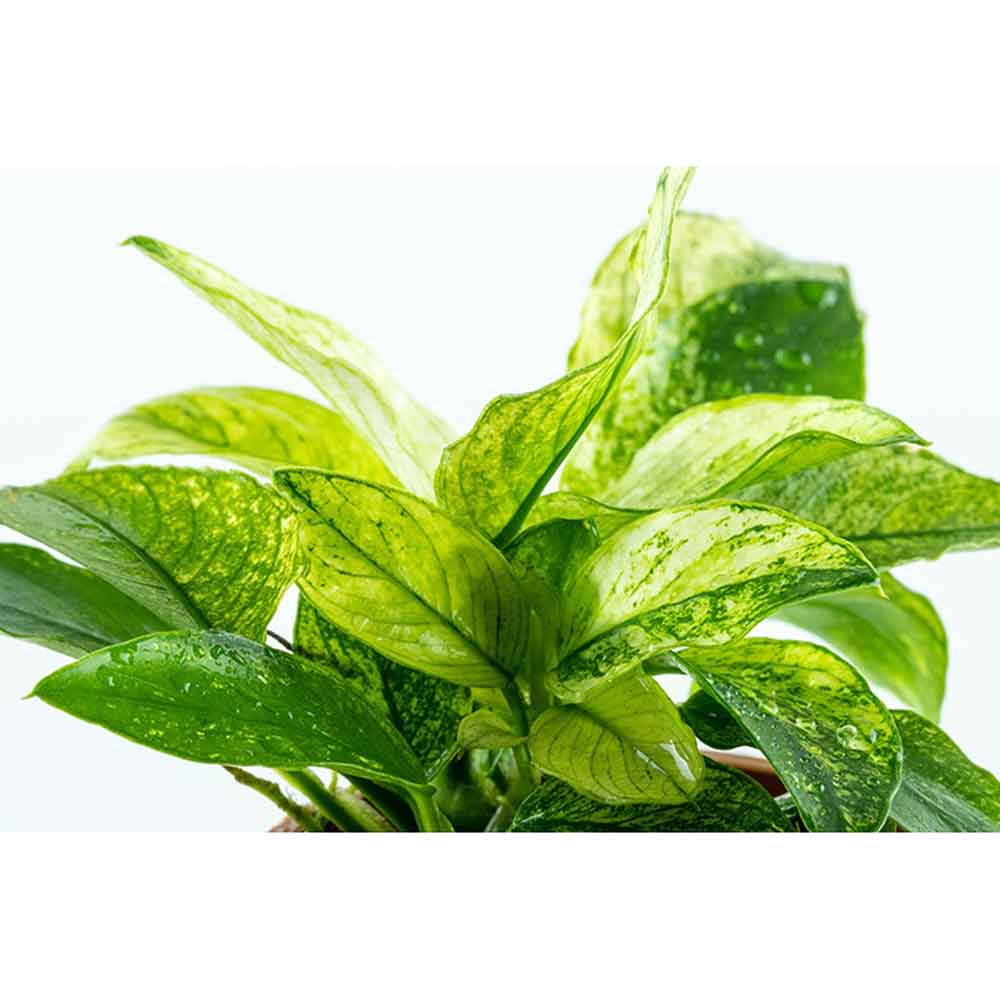 Tropica Anubias barteri var. nana ’Pinto’