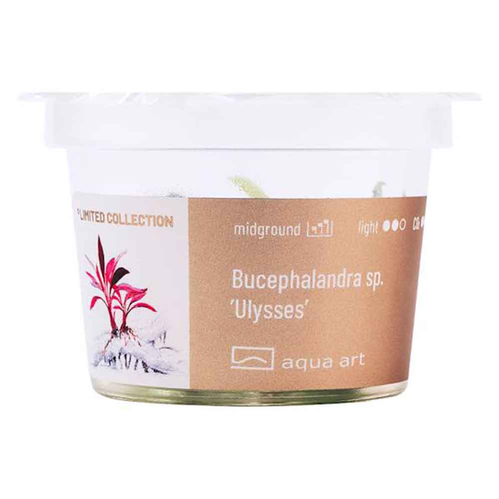 Aqua Art Bucephalandra sp. "Ulysses" in Cup Vitro