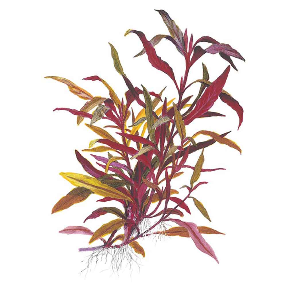 Tropica Alternanthera reineckii "Pink"