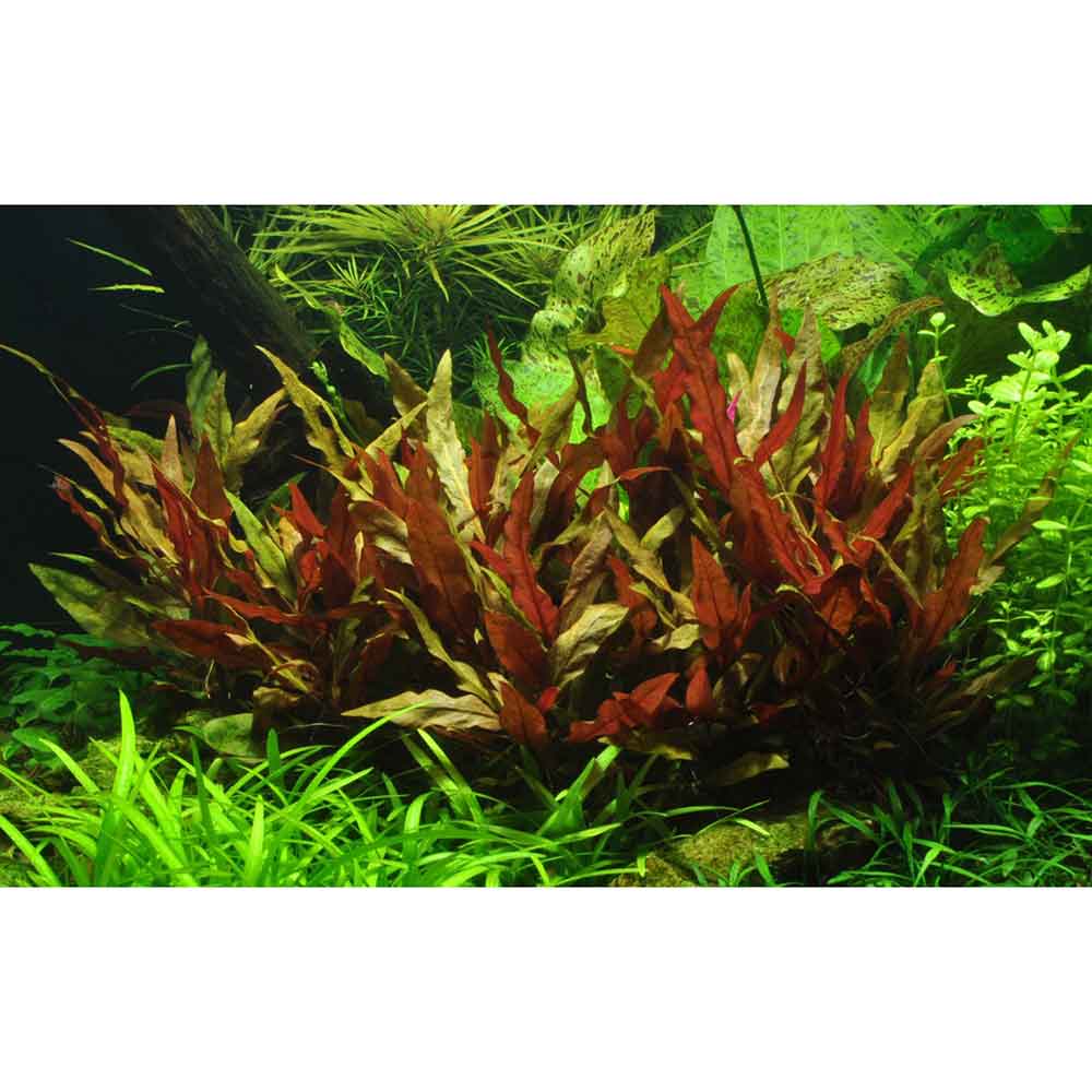 Tropica Alternanthera reineckii "Pink"