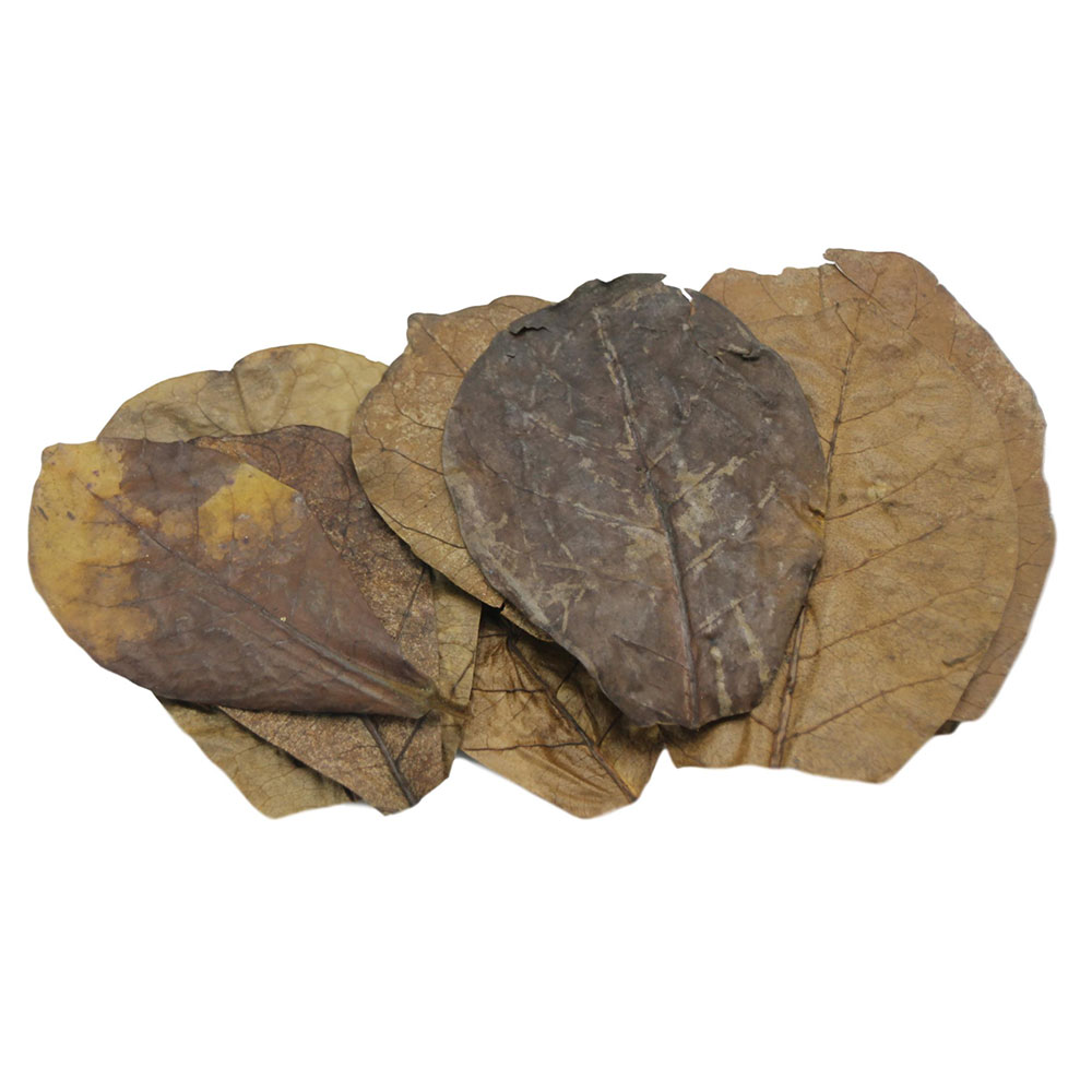 Ceramic Nature Catappa Nano in Foglie 10cm circa 10pz