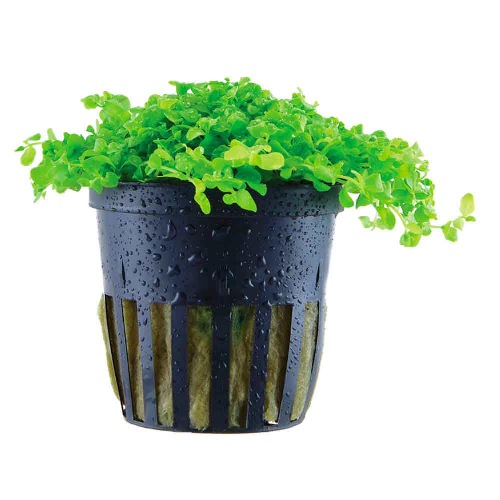 Tropica Pianta Micranthemum tweediei 'Monte Carlo' in vasetto