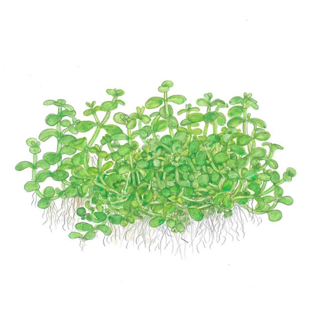 Tropica Pianta Micranthemum tweediei 'Monte Carlo' in vasetto