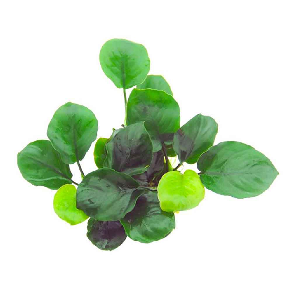 Tropica Pianta Anubias ’Coin Leaf’ green in vasetto