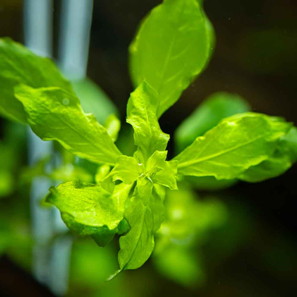 Tropica Pianta Ludwigia palustris "Green" in vasetto