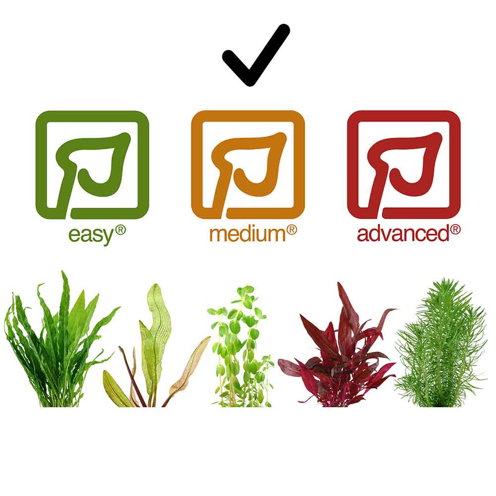 Tropica 1•2•Grow! Pianta Juncus repens in Vitro Cup