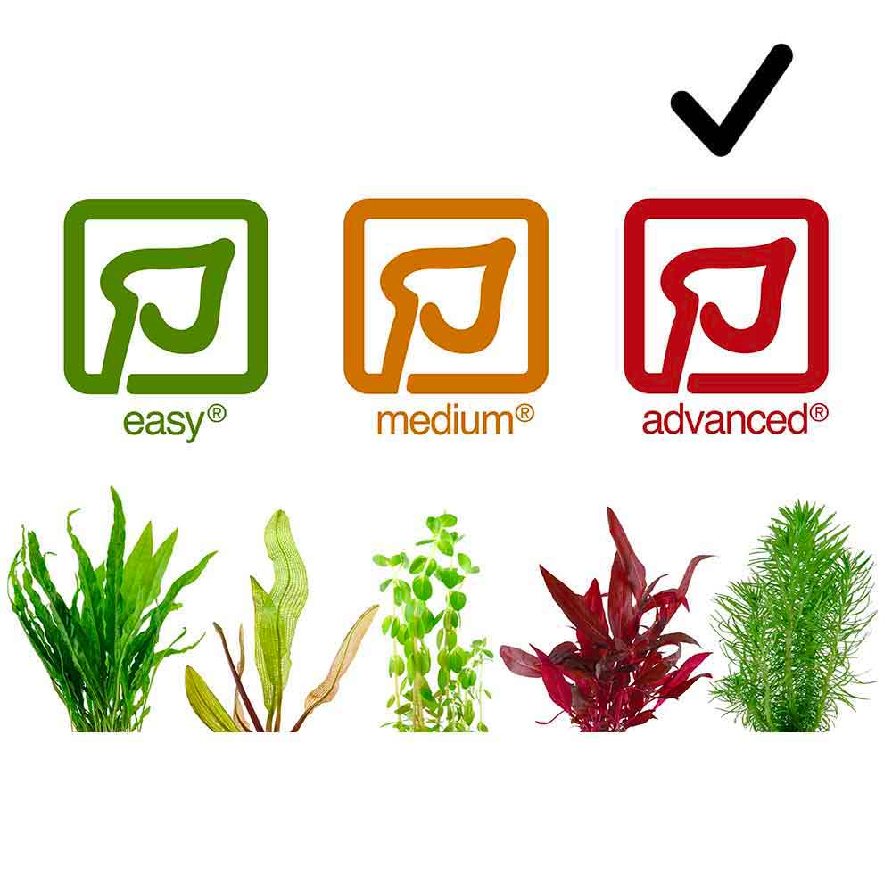 Tropica Pianta Micranthemum  Callitrichoides "Cuba" in vasetto