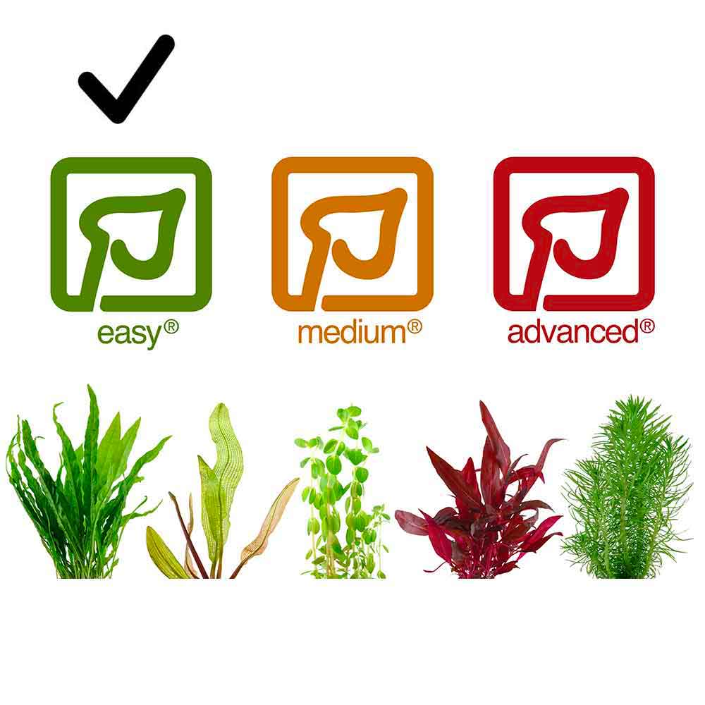 Tropica Single Package Pianta Limnophila Sessiliflora vasetto