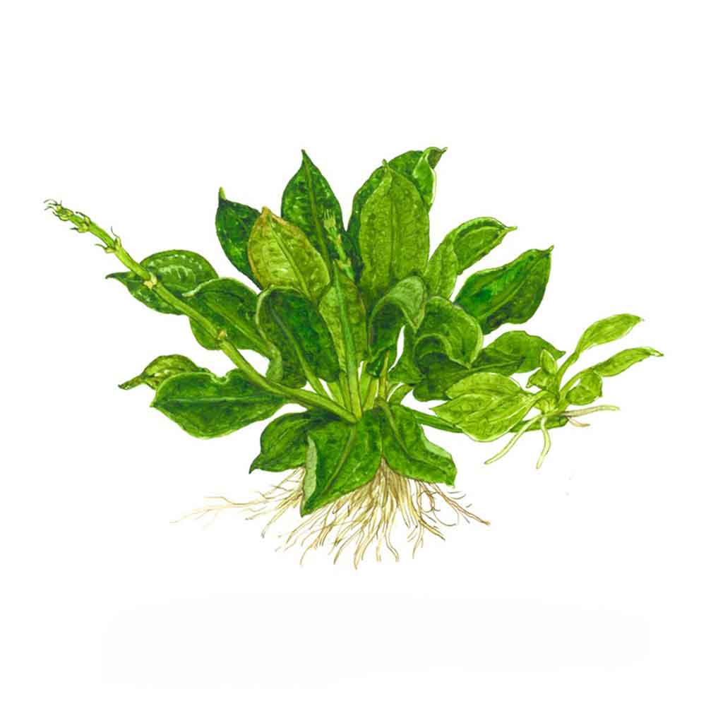 Tropica 1•2•Grow! Pianta Echinodorus grisebachii 'Tropica' in Vitro Cup