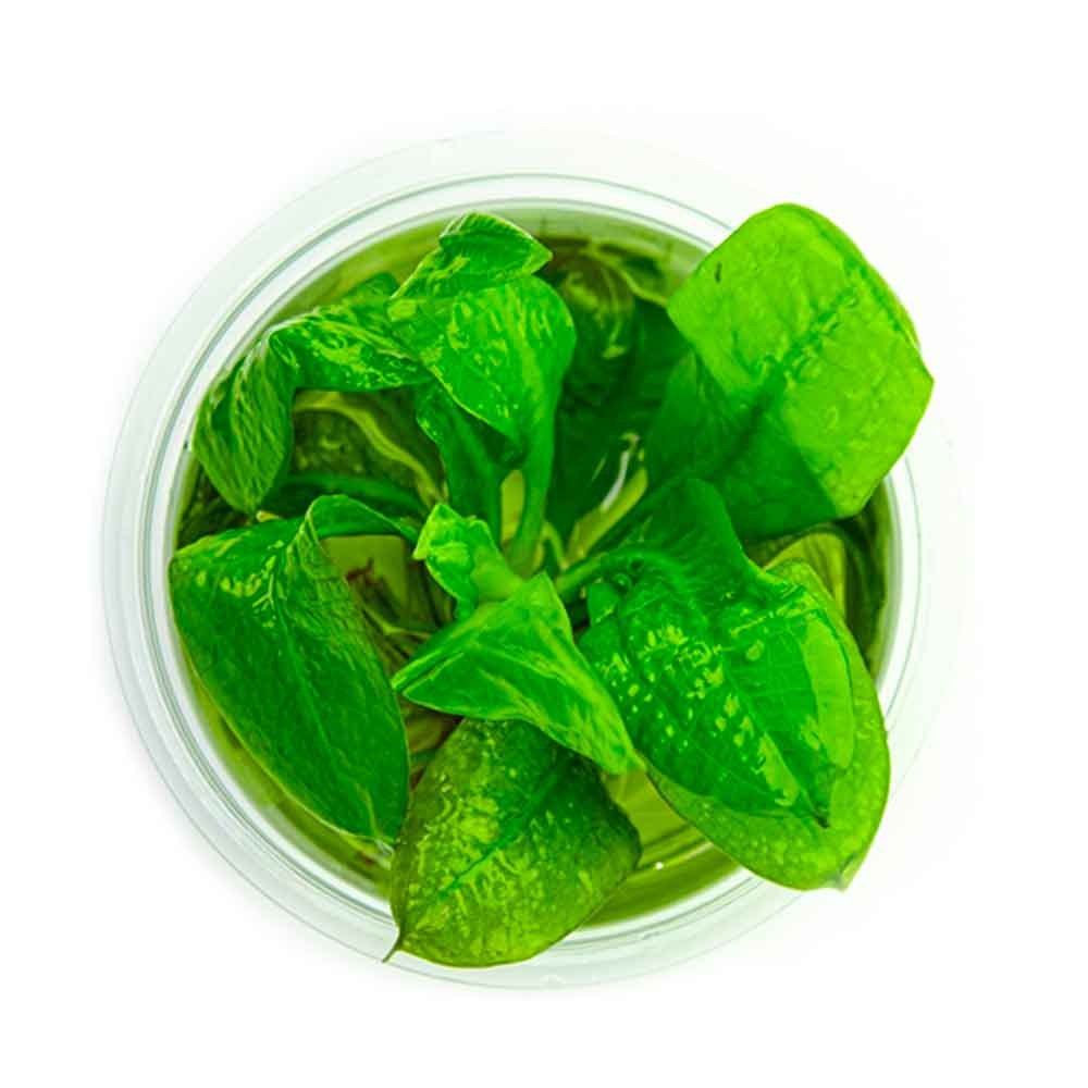 Tropica 1•2•Grow! Pianta Echinodorus grisebachii 'Tropica' in Vitro Cup