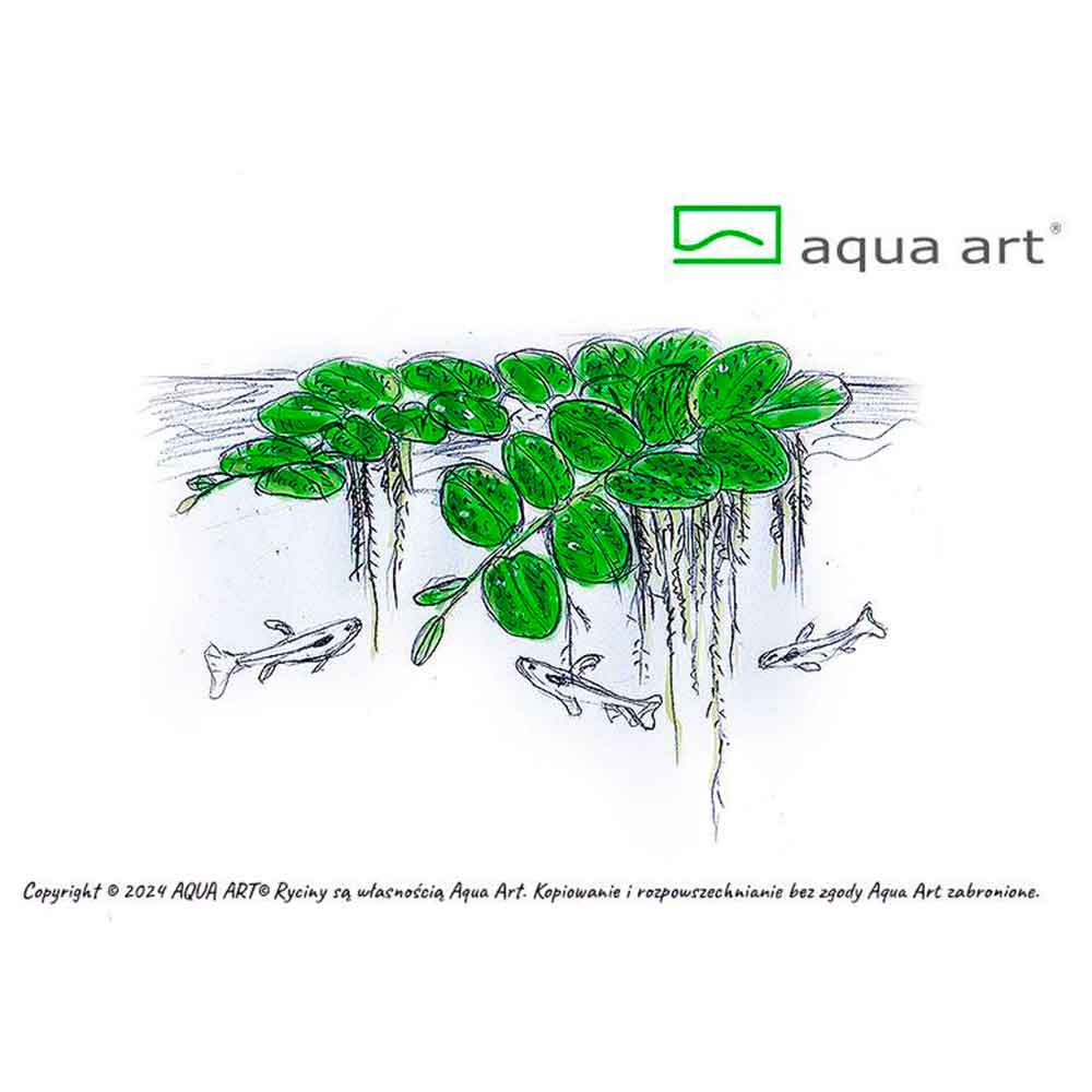 Aqua Art Echinodorus quadricostatus in Vitro Cup