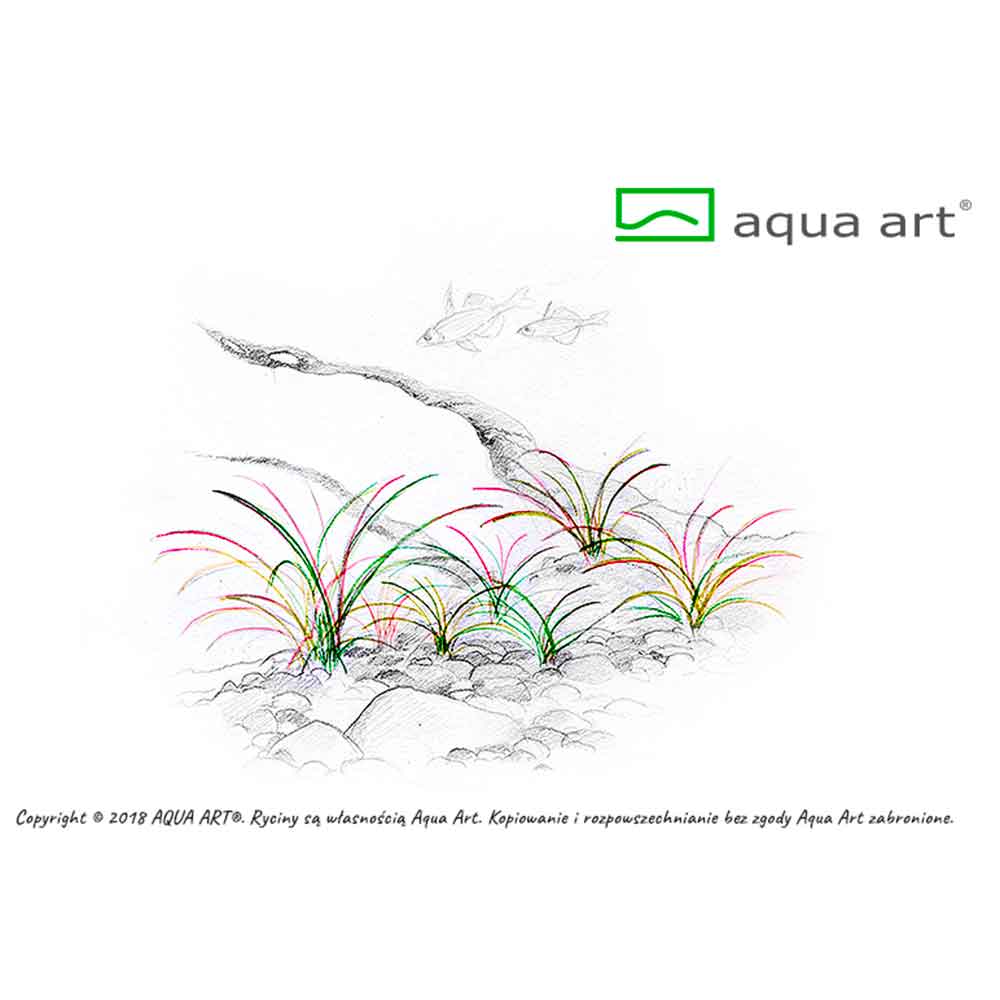 Aqua Art Echinodorus quadricostatus tenellus in Vitro Cup