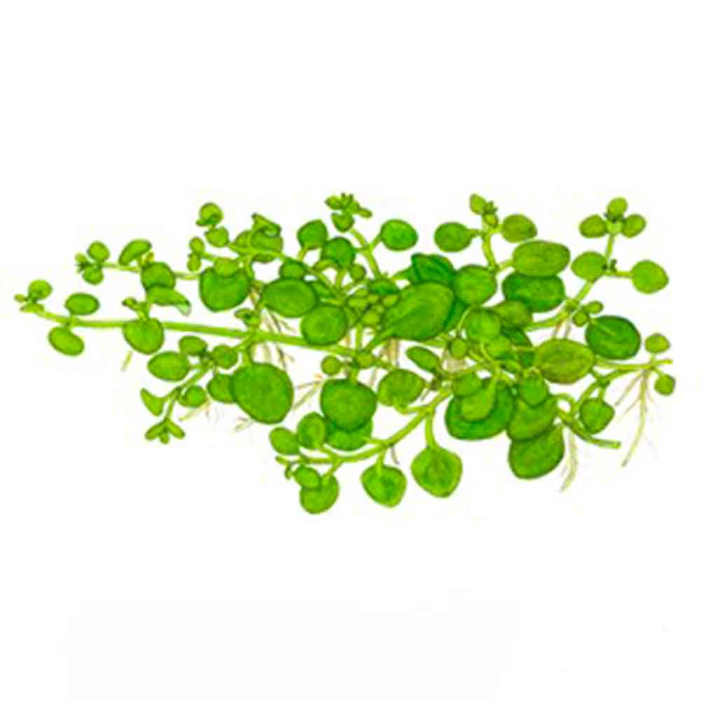 Tropica 1•2•Grow! Pianta Hygrophila serpyllum in Vitro Cup