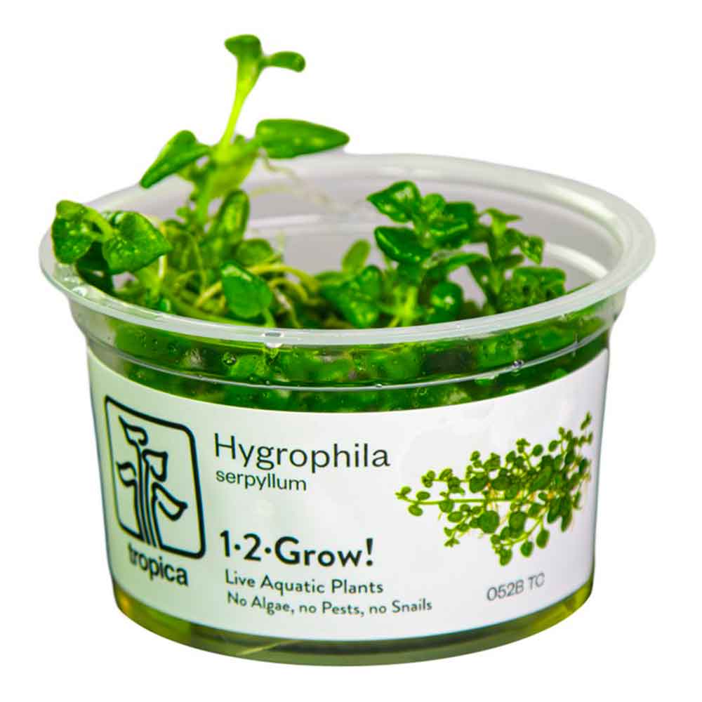 Tropica 1•2•Grow! Pianta Hygrophila serpyllum in Vitro Cup