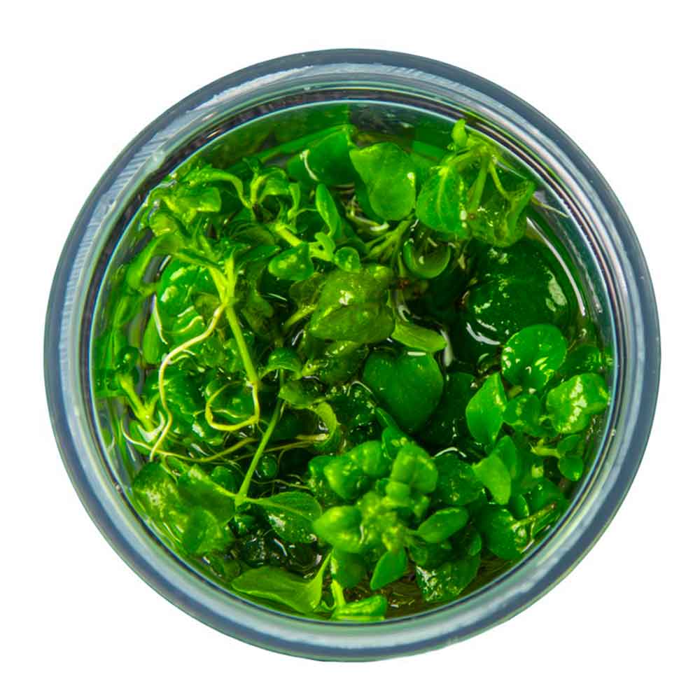 Tropica 1•2•Grow! Pianta Hygrophila serpyllum in Vitro Cup
