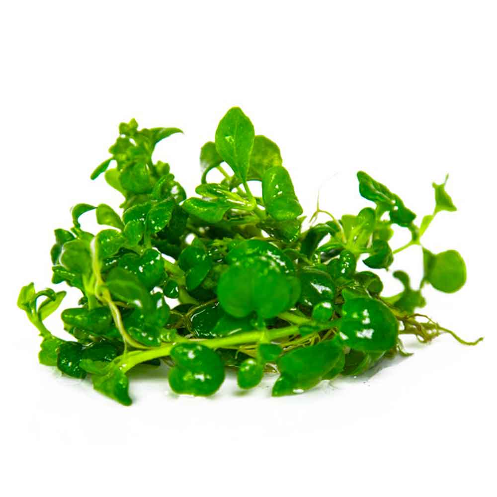 Tropica 1•2•Grow! Pianta Hygrophila serpyllum in Vitro Cup