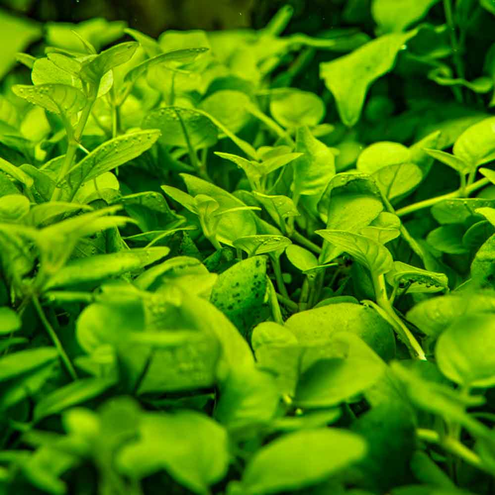 Tropica 1•2•Grow! Pianta Hygrophila serpyllum in Vitro Cup