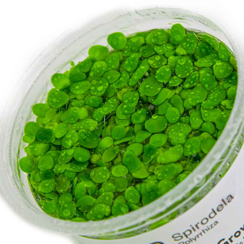 Tropica 1•2•Grow! Pianta Spirodela polyrrhiza in Vitro Cup