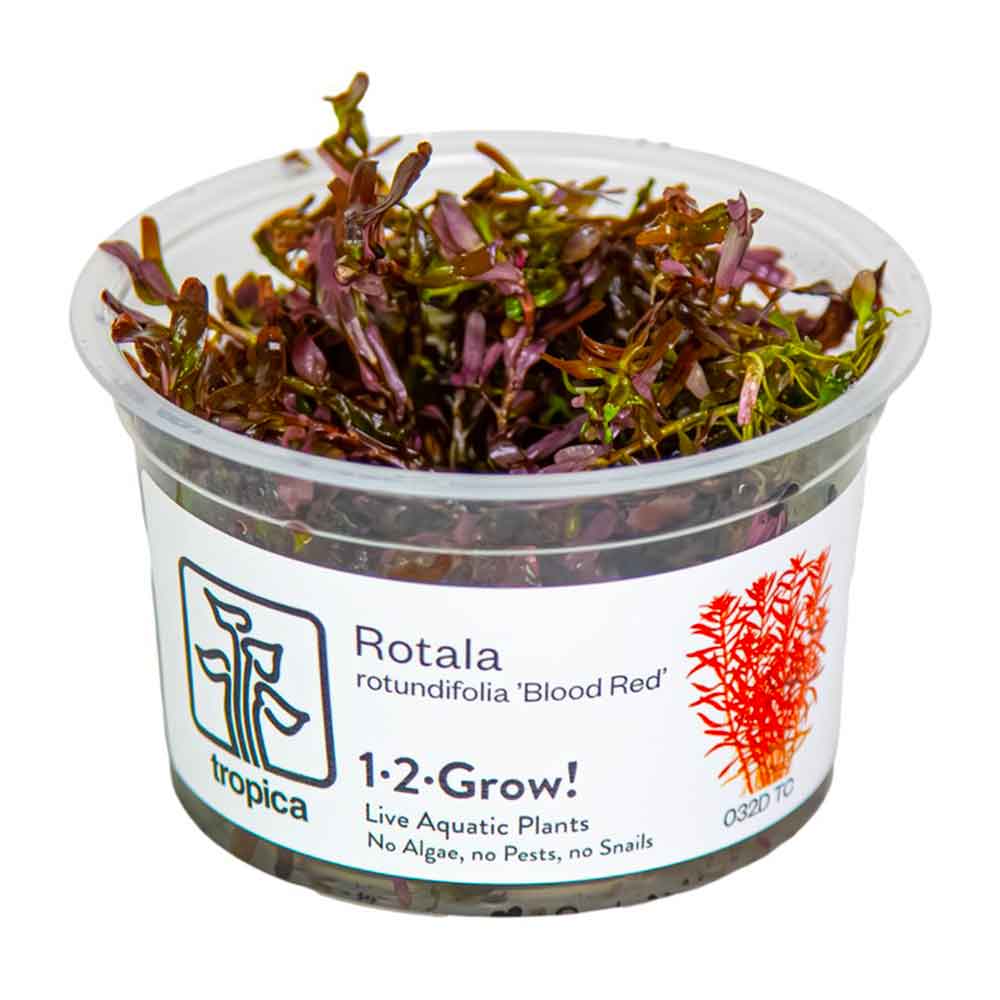 Tropica 1•2•Grow! Pianta Rotala rotundifolia 'Blood Red' in Vitro Cup
