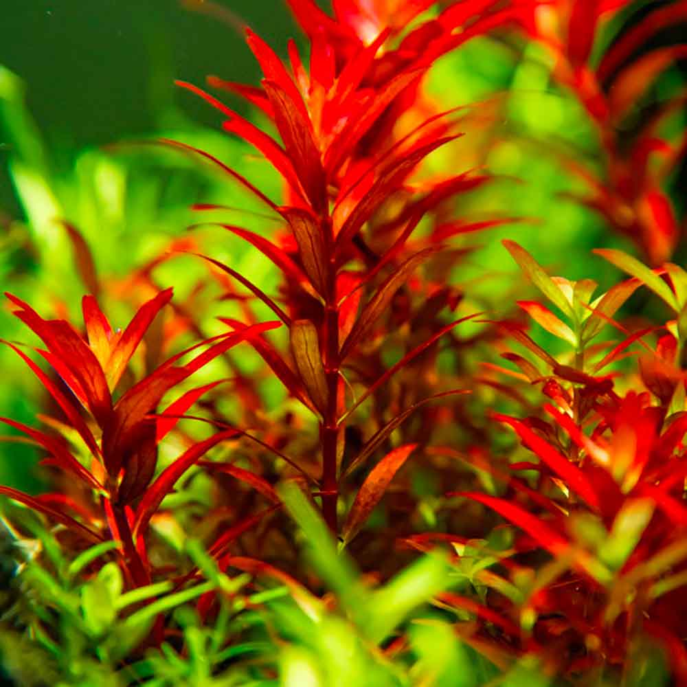 Tropica 1•2•Grow! Pianta Rotala rotundifolia 'Blood Red' in Vitro Cup