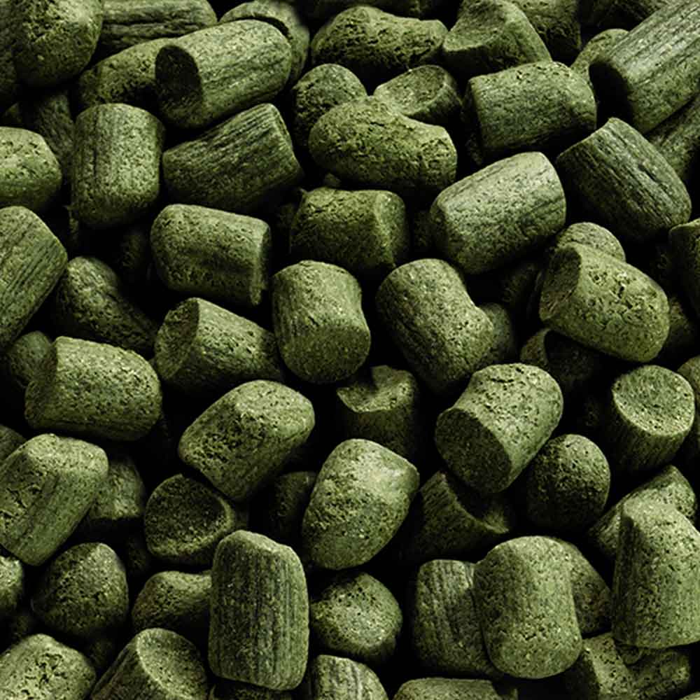 Tetra Goldfish Weekend