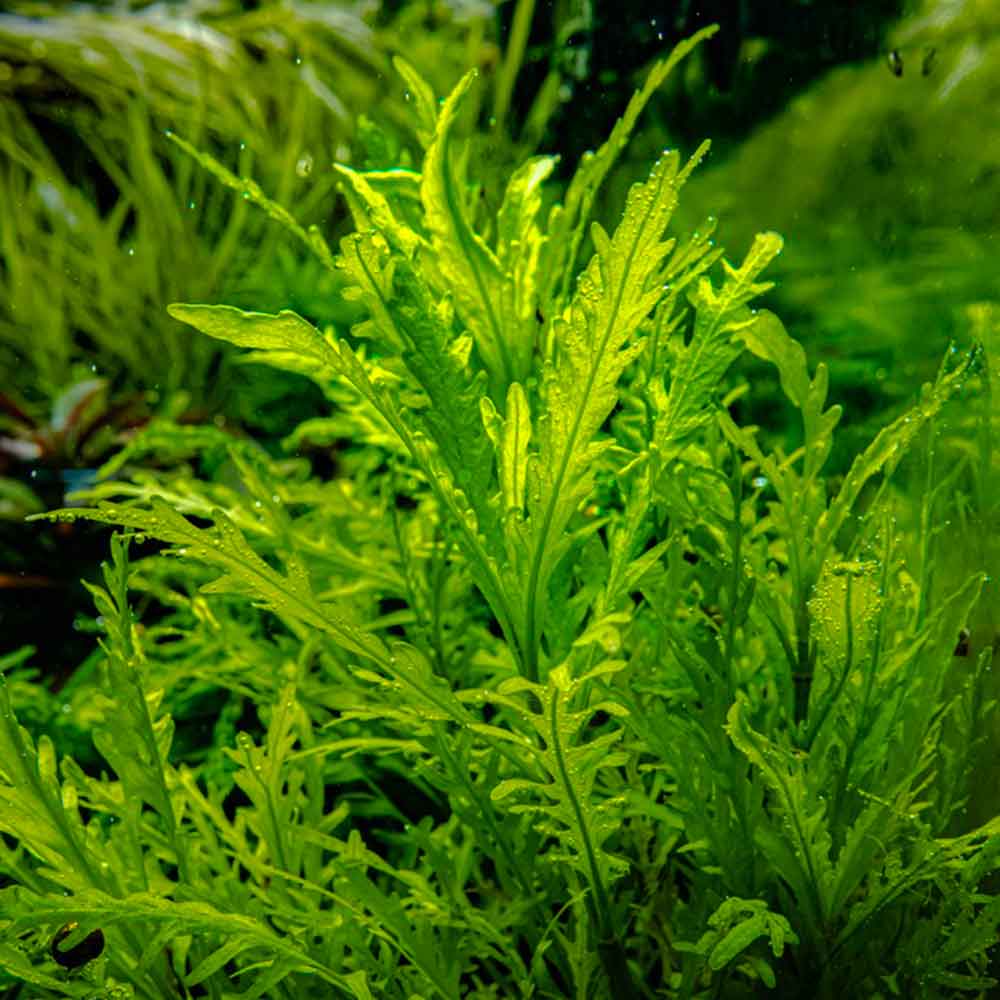 Tropica 1•2•Grow! Pianta Hygrophila odora in Vitro Cup