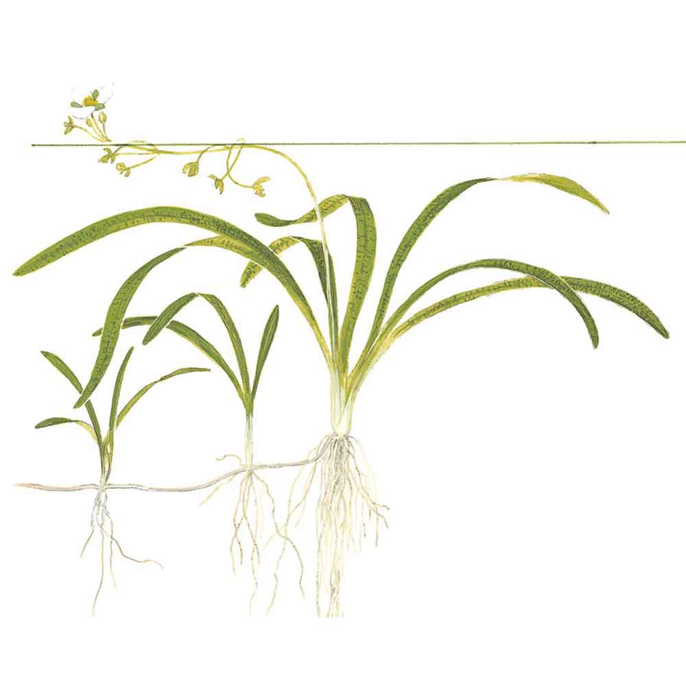 Tropica Pianta Sagittaria subulata in vasetto