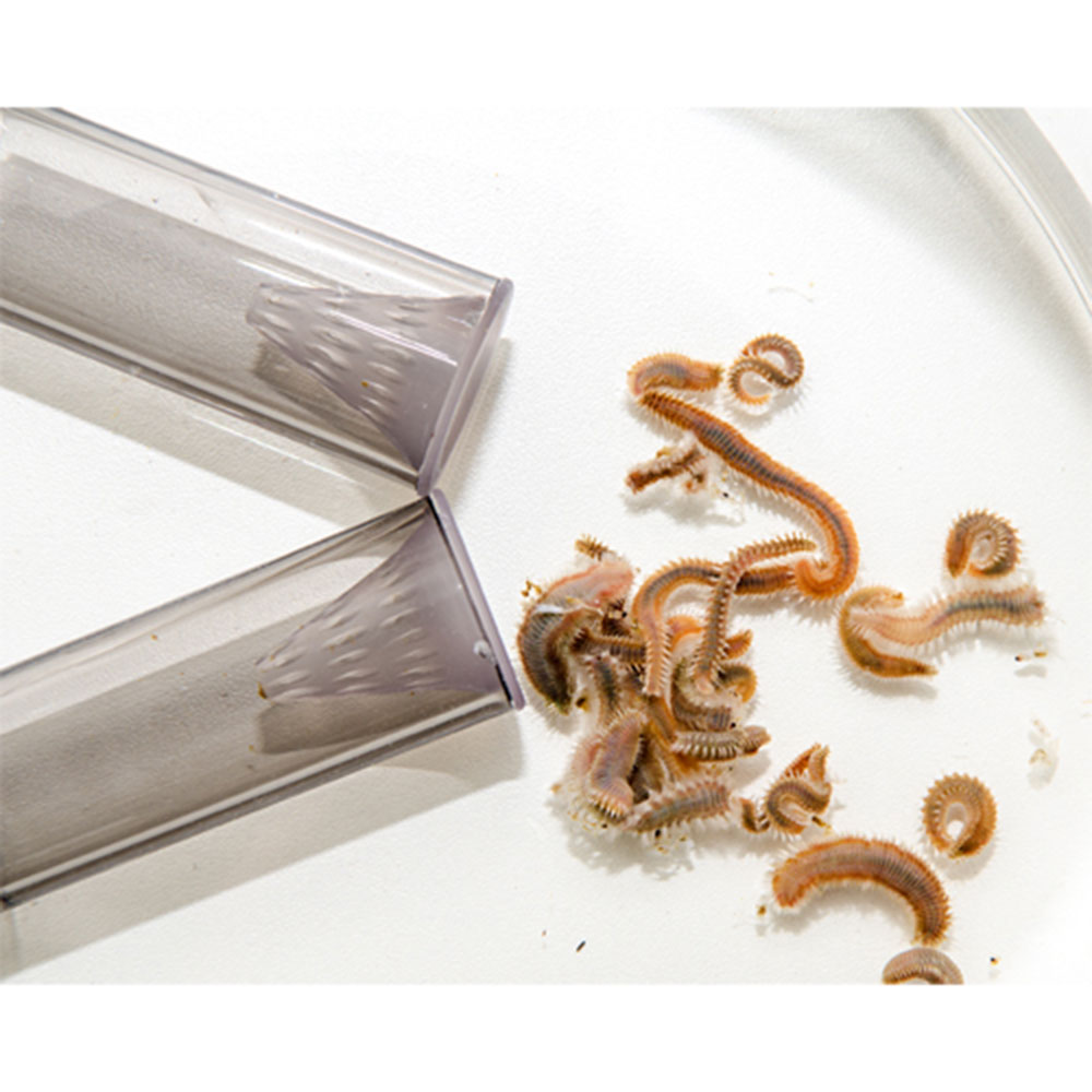 Dupla Worm Trappola per policheti e vermocane