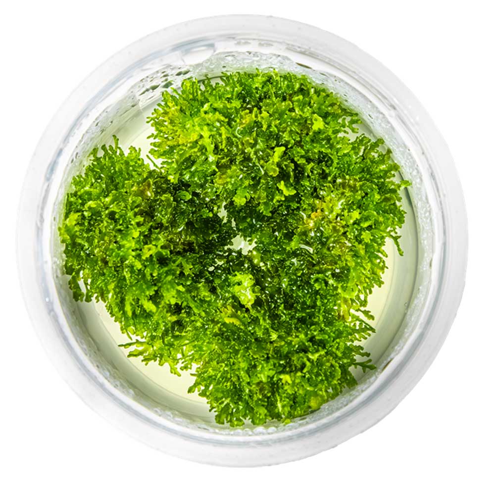 Tropica 1•2•Grow! Pianta Riccardia chamedryfolia in Vitro Cup