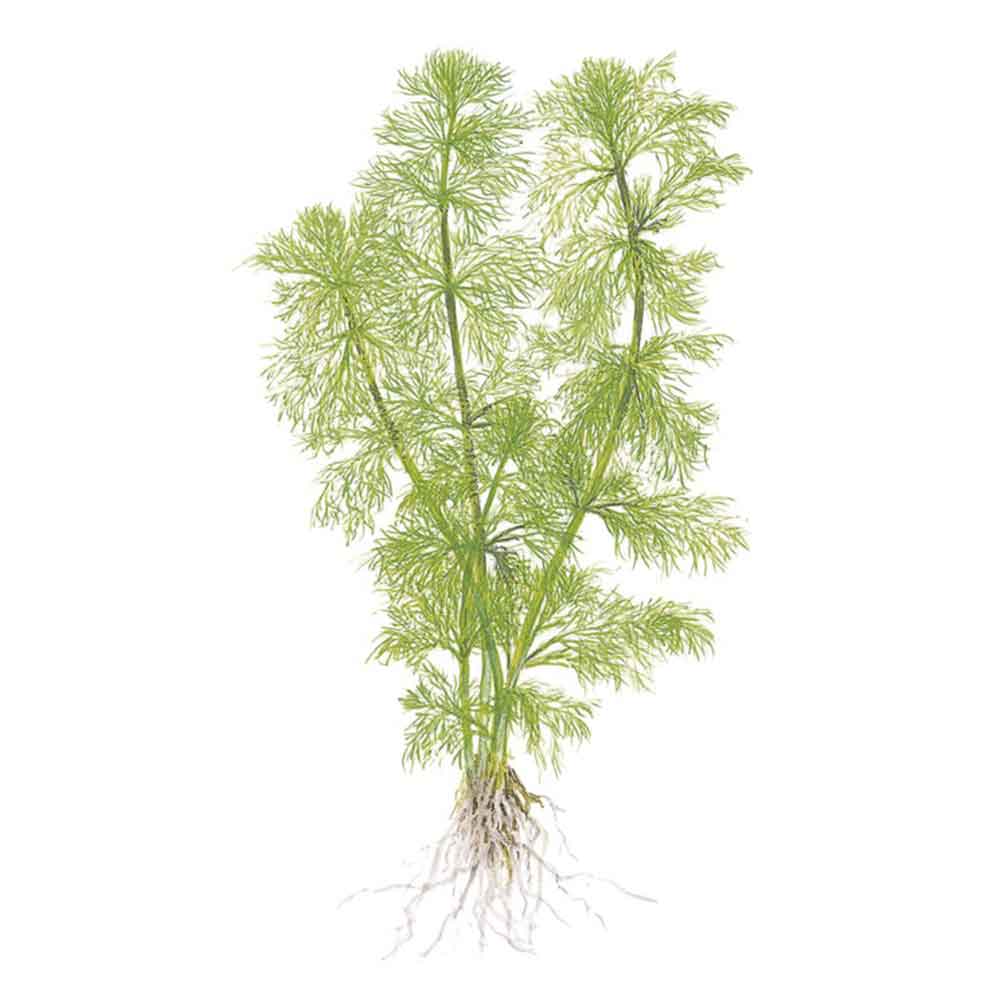 Tropica 1•2•Grow! Pianta Limnophila aquatica in Vitro Cup