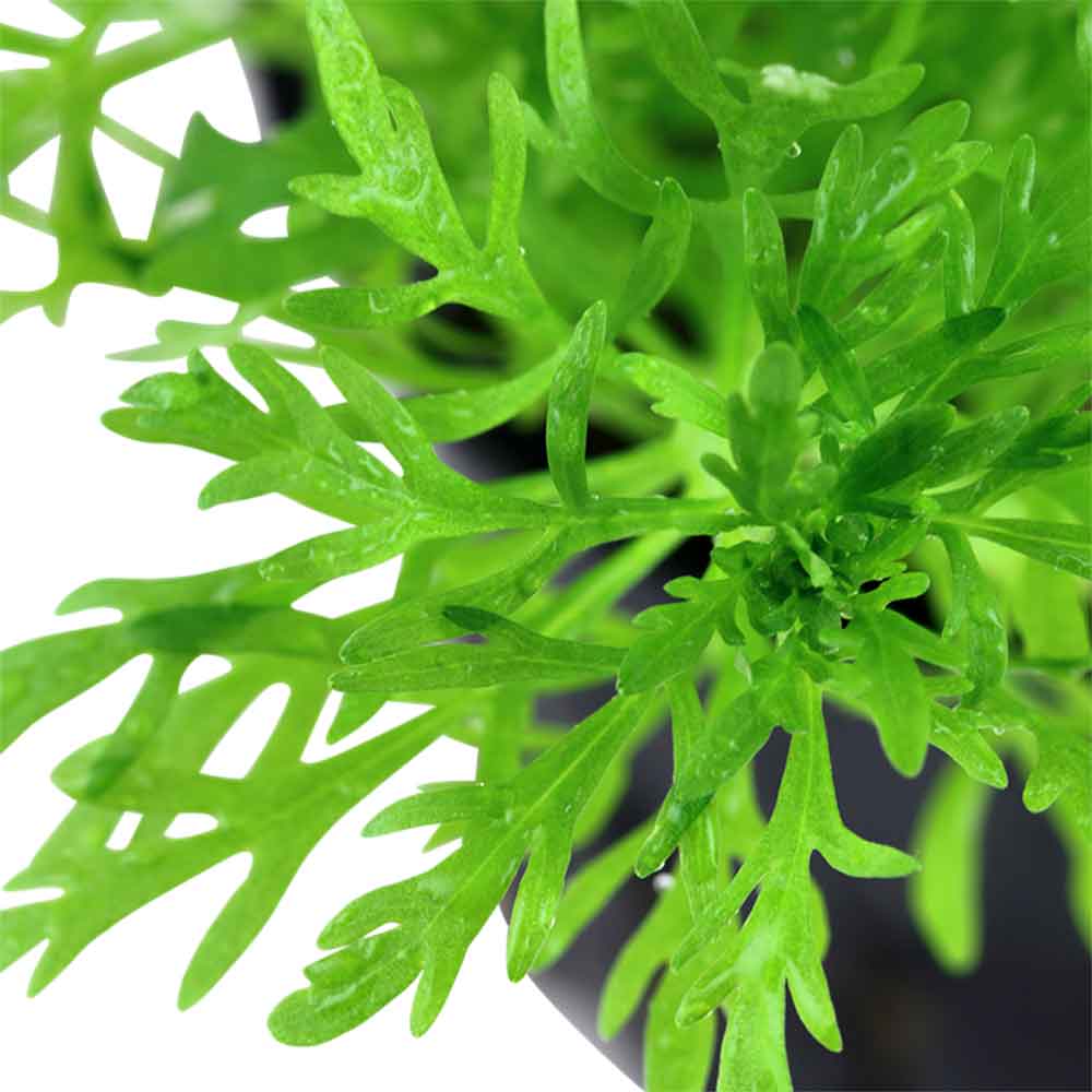 Tropica 1•2•Grow! Pianta Limnophila aquatica in Vitro Cup