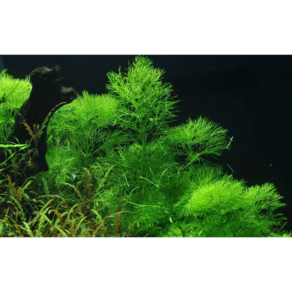 Tropica 1•2•Grow! Pianta Limnophila aquatica in Vitro Cup