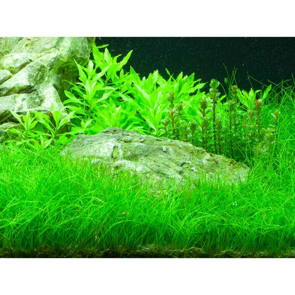 Tropica Single Package Pianta Eleocharis parvula in vasetto