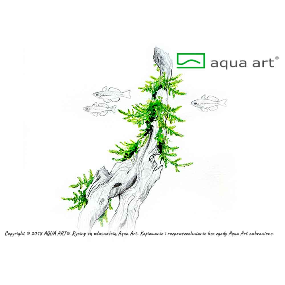 Aqua Art Taxiphyllum 'Spiky' in Vitro Cup
