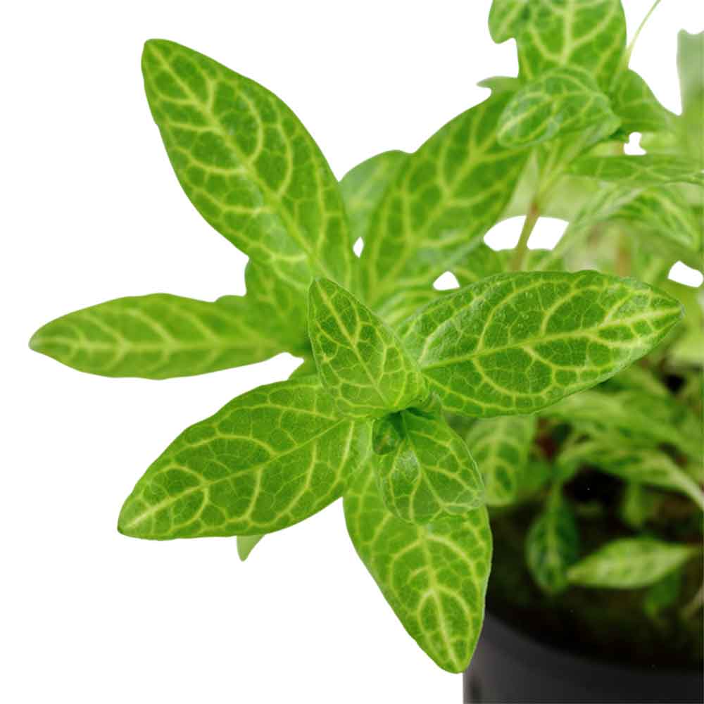 Tropica Pianta Hygrophila polysperma 'Rosanervig' vasetto