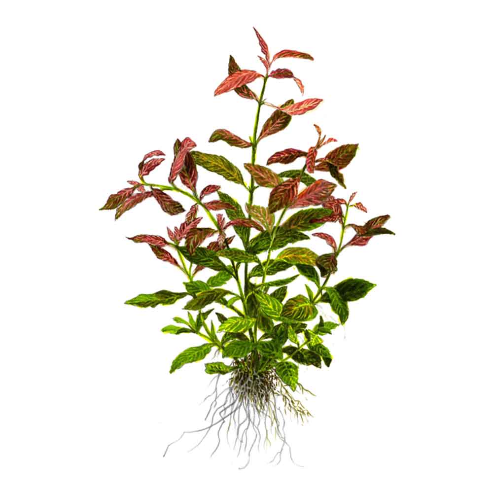 Tropica Pianta Hygrophila polysperma 'Rosanervig' vasetto