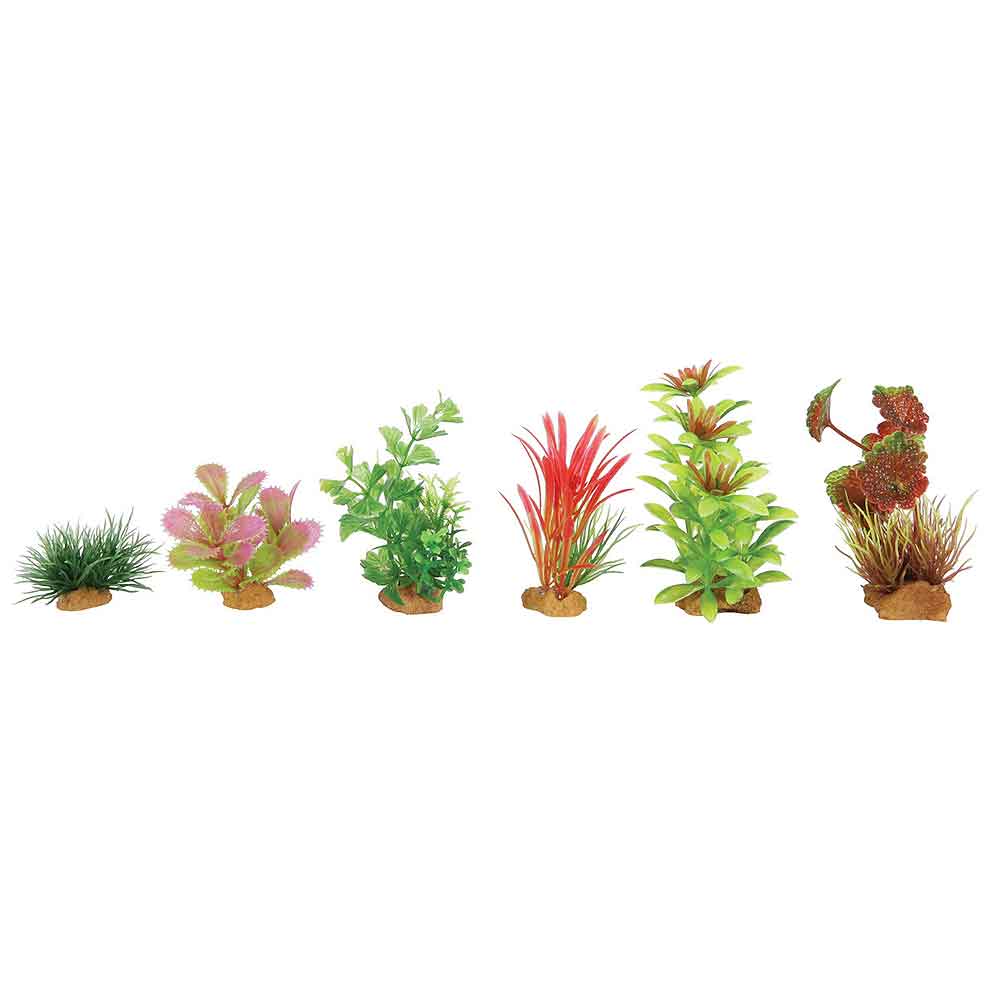 Zolux PlantKit Large 1 Assortimento 7 piantine in plastica