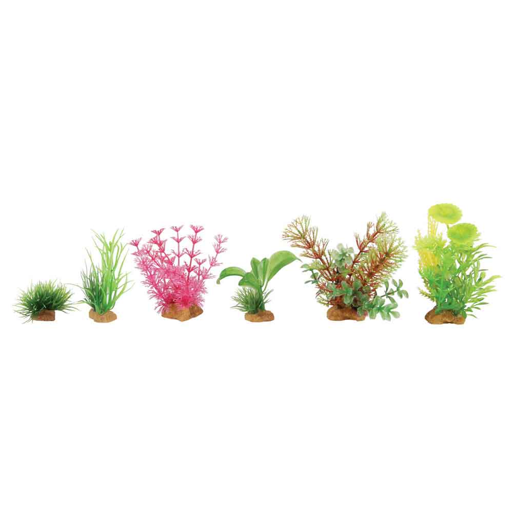 Zolux PlantKit Mini 4 Assortimento 6 piantine in plastica